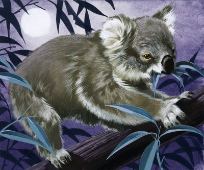 Koala i et tyggegummitræ af English School