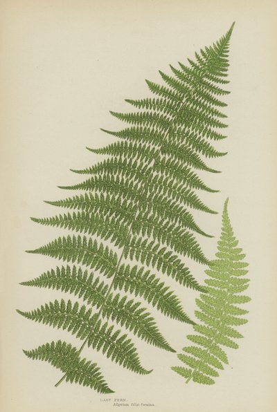Lady Fern (farve litho) af English School