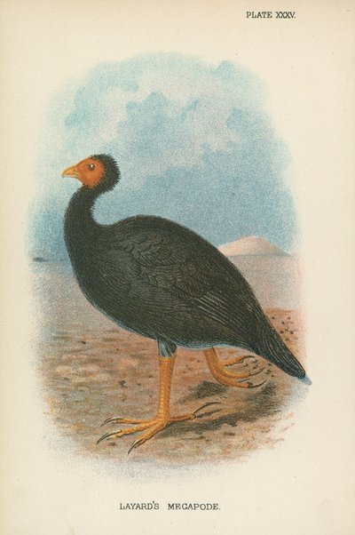 Layards Megapode af English School