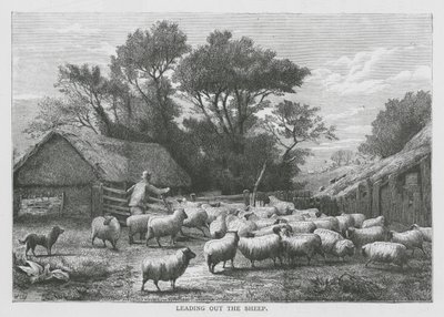 Die Schafe hinausführen von English School