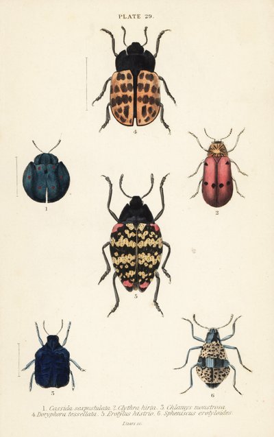 Bladbiller: Cyrtonota sexpustulata 1, Lachnaia hirta 2, Chlamys monstrosa 3, Doryphora tessellata 4, Erotylus histrio 5 og Spheniscus erotyloides 6 af English School