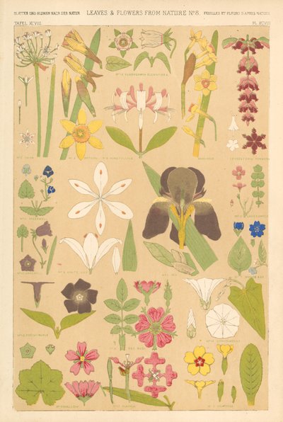 Blade og blomster fra naturen af English School