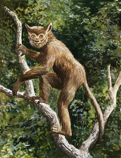 Lemur af English School