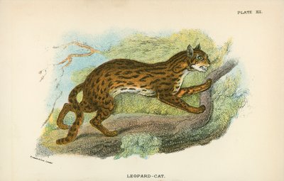 Leopard-kat af English School