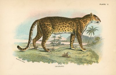 Leopard af English School