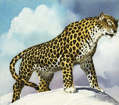 Leopard i sneen af English School