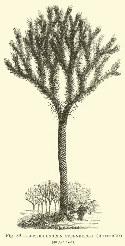 Lepidodendron Sternbergh, restored  af English School