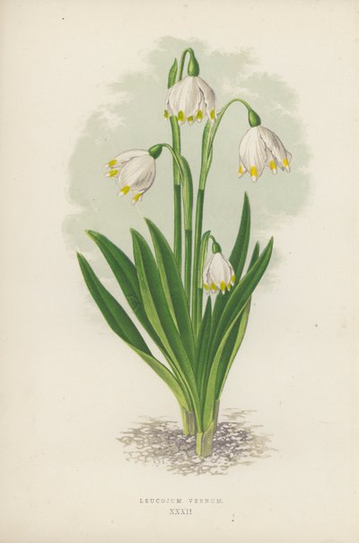 Leucojum Vernum (farve litho) af English School