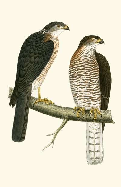 Levant Sparrow Hawk, illustration fra 