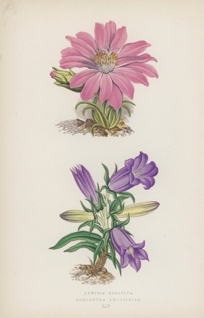 Lewisia Rediviva; Campanula Longifolia (farve litho) af English School