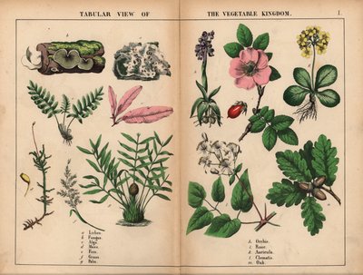 Lav, svamp, alger, mos, bregne, græs, palme, orkidé, rose, auricula, klematis og eg. , fra "The Instructive Picture Book, or Lessons from the Vegetable World," [Charlotte Mary Yonge], Edinburgh af English School