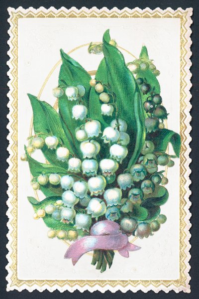 Liljekonval plante, kort af English School