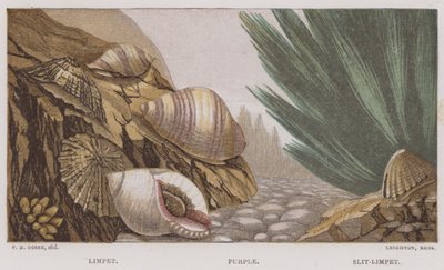 Limpet, Lilla, Slit-Limpet (farve litho) af English School
