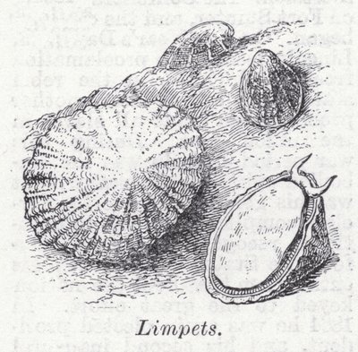 Libetz (sten) af English School