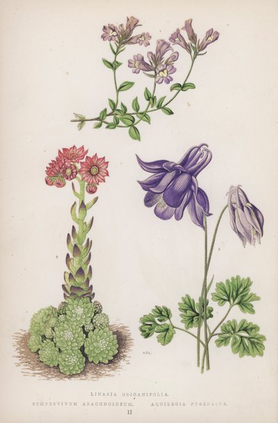 Linaria Origanifolia; Sempervivum Arachnoideum; Aquilegia Pyrenaica (farvelitografi) af English School