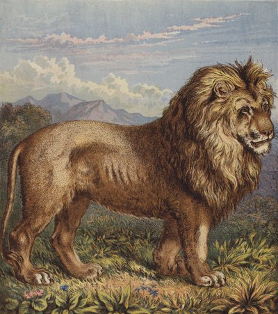 Løve (farve litho) af English School