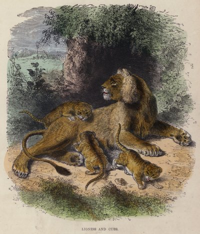 Løvinde og unger (farvet gravering) af English School