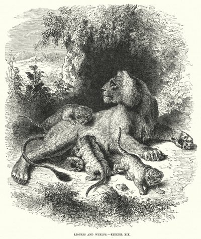 Løvinde og hvalpe, Ezekiel XIX (gravering) af English School
