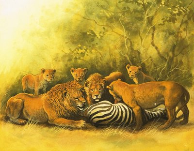 Løver lever af et zebra-kroppe af English School