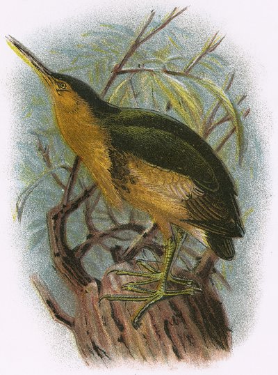 Lille Bittern af English School