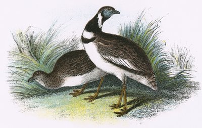 Lille Bustard af English School