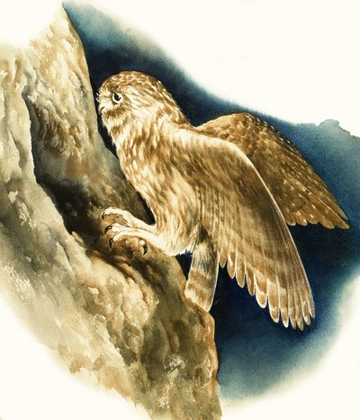 Lille ugle af English School