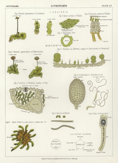 Leverurter af English School