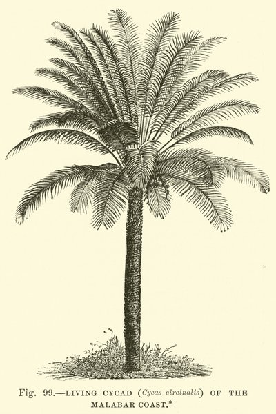 Living Cycad (Cycas circinalis) of the Malabar Coast  af English School