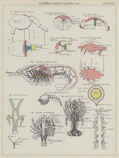 Hummer, Homarus Vulgaris (farve litho) af English School