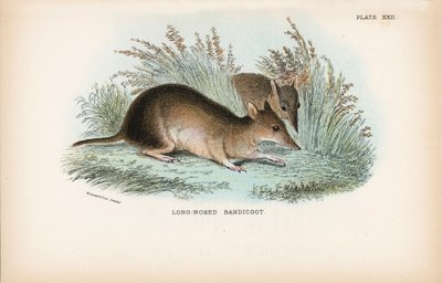 Langnæset Bandicoot af English School
