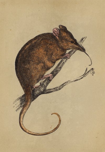 Langsnudet Tarsipes (farvelitografi) af English School