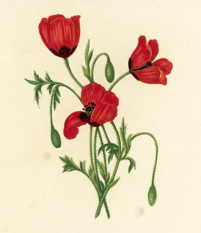 Langstikkende valmue, Papaver Argemone (farvelitografi) af English School