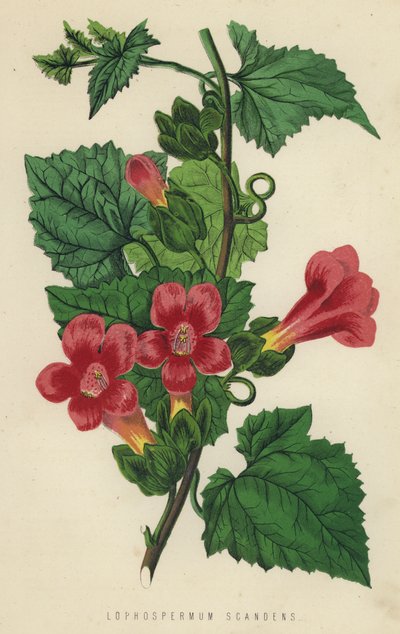 Lophospermum Scandens (chromolith) af English School