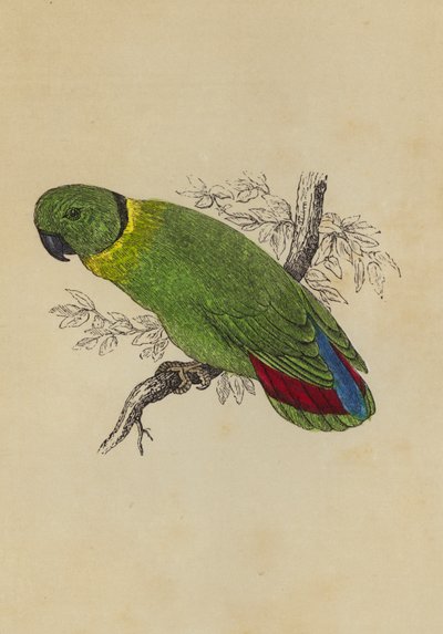 Love Bird (farve litho) af English School