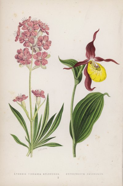 Lychnis Viscaria skinner; Cypripedium Calceolus (farve litho) af English School