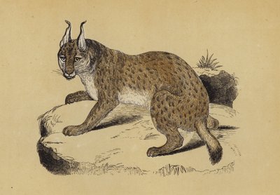 Lynx (farve litho) af English School