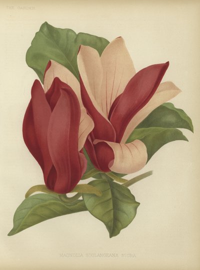 Magnolia soulangiana nigra af English School