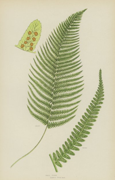 Hanbregne (farve litho) af English School