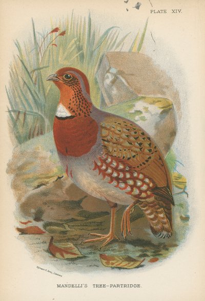 Mandellis træ-agerhøne af English School