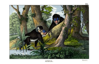 Mandrill af English School