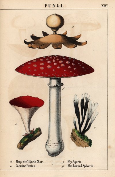 Jordstjerne Geastrum med mange kløfter, karmin Peziza, fluesvamp Amanita muscaria og fladhornede sphaeria-svampe.   , fra "The Instructive Picturebook, or Lessons from the Vegetable World," [Charlotte Mary Yonge], Edinburgh af English School
