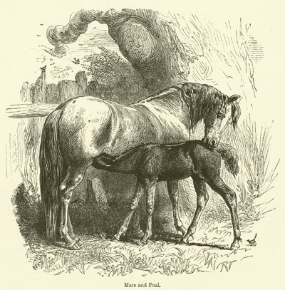 Hoppe og føl (gravering) af English School