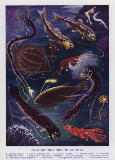 Marine væsner, der skinner i mørket (farve litho) af English School