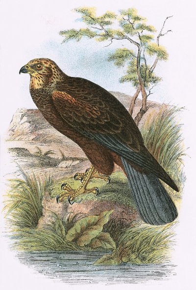 Marsh Harrier af English School