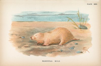 Pungdyr muldvarp af English School