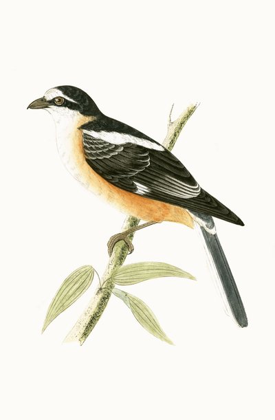Maskeret tornskade, illustration fra "A History of the Birds of Europe Not Observed in the British Isles" af Charles Robert Bree (1811-86), udgivet i 1867 af English School