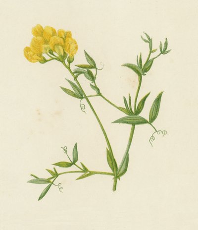 Engvikling, Lathyrus Pratensis (farve litho) af English School