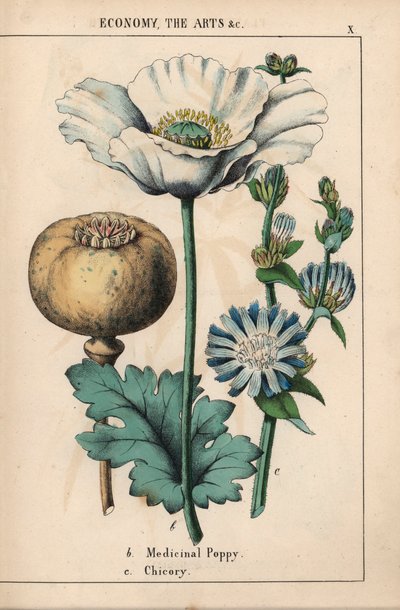 Medicinsk valmue med hvid blomst og moden kapsel og blå cikorieblomst, fra "The Instructive Picturebook, or Lessons from the Vegetable World," [Charlotte Mary Yonge], Edinburgh af English School
