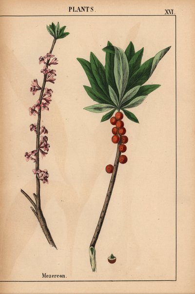 Mezereon med røde bær og lyserøde blomster.  , fra "The Instructive Picturebook, or Lessons from the Vegetable World," [Charlotte Mary Yonge], Edinburgh af English School