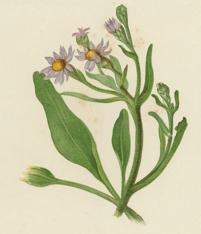 Michaelmas Daisy, Aster Tripolium (farve litho) af English School